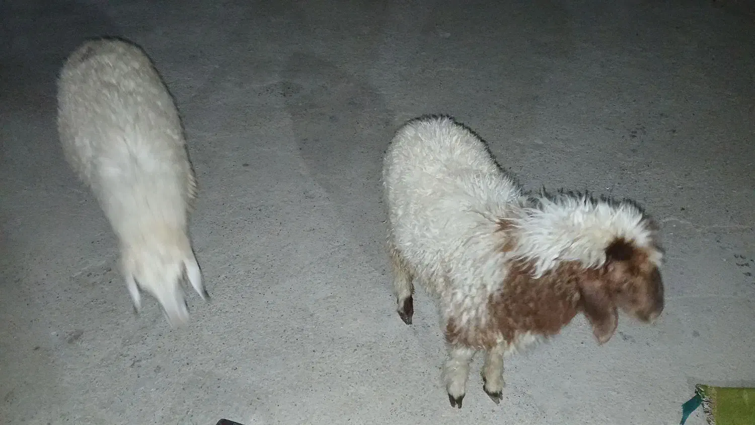 گوسفند|حیوانات مزرعه|حمیدیه, |دیوار