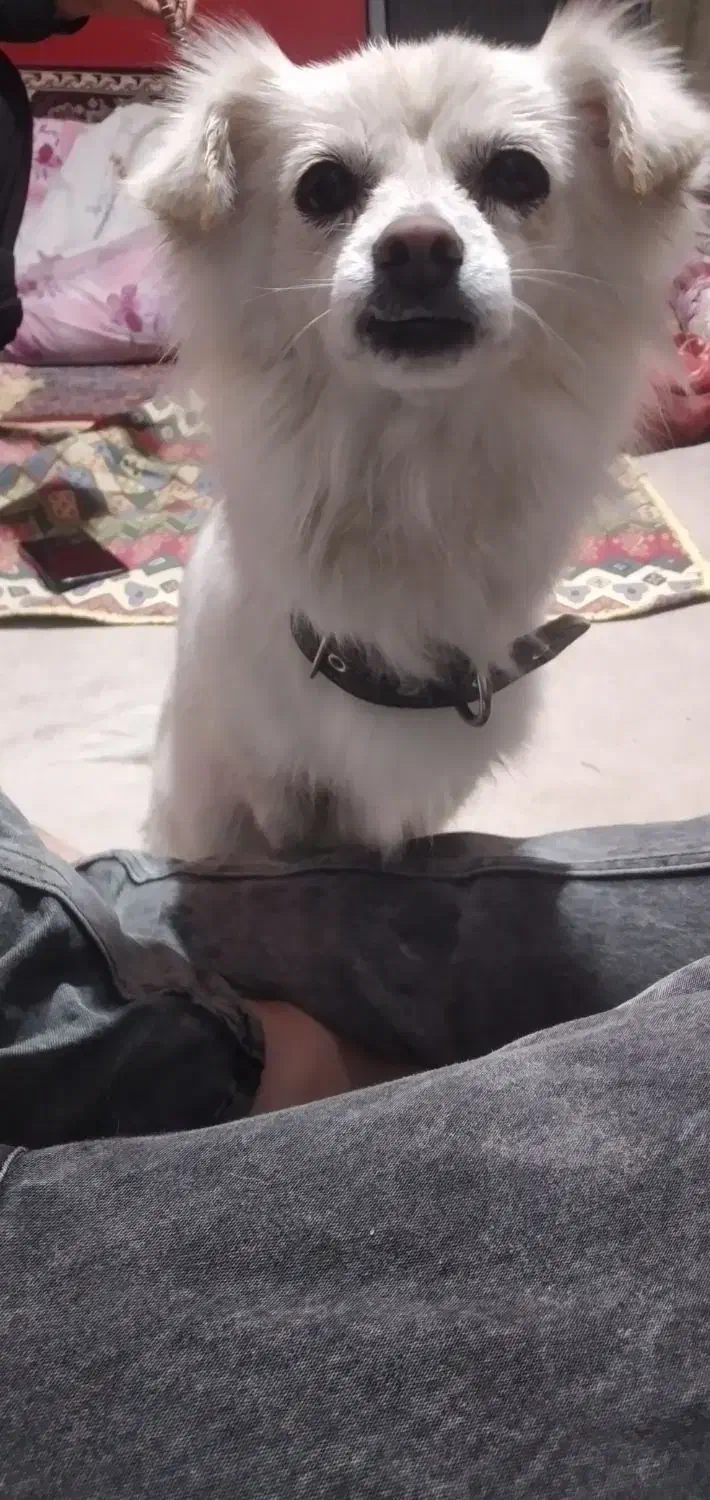 پامر اشپیز|سگ|شهریار, شهرک وائین|دیوار