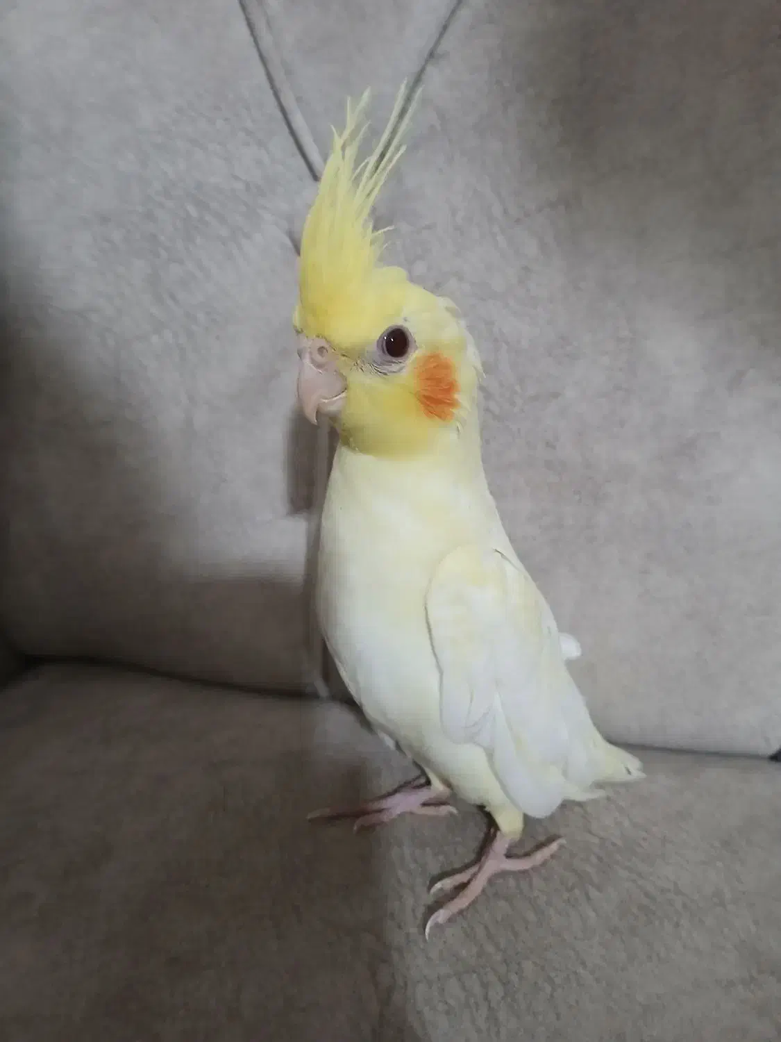 عروس هلندی 30 روزه|پرنده|نمین, |دیوار