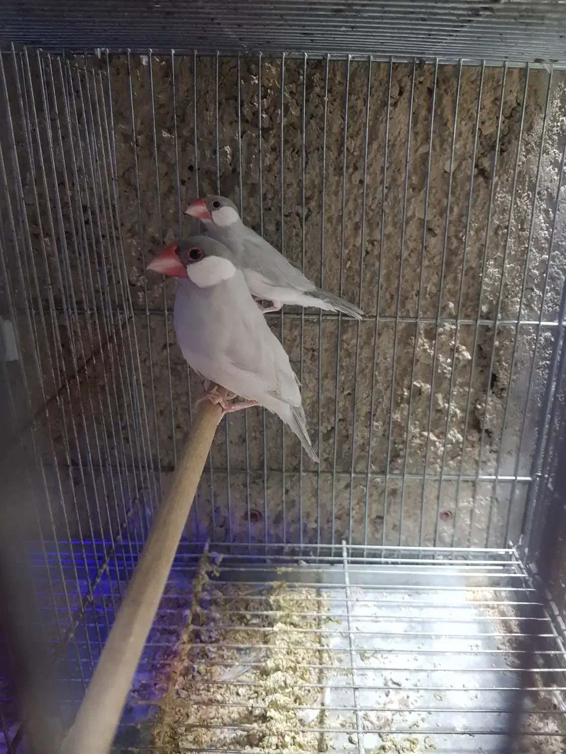 انواع فنچ|پرنده|برازجان, |دیوار