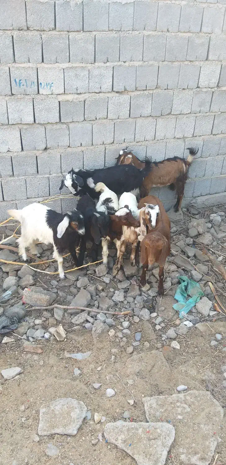 ۷ تا کهره مناسب|حیوانات مزرعه|اسماعیلی, |دیوار
