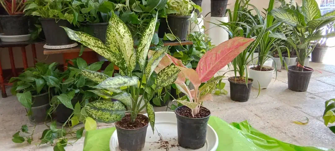 بار جدیدگیاه گلکده هلما گلی رسید|گل و گیاه طبیعی|رامهرمز, |دیوار