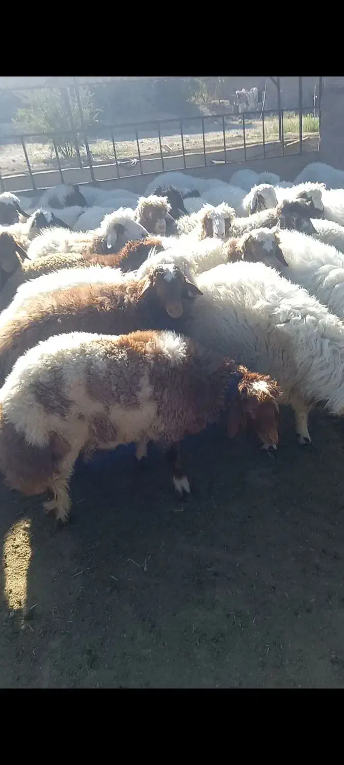 فروش گوسفند پروار|حیوانات مزرعه|کارزان, |دیوار