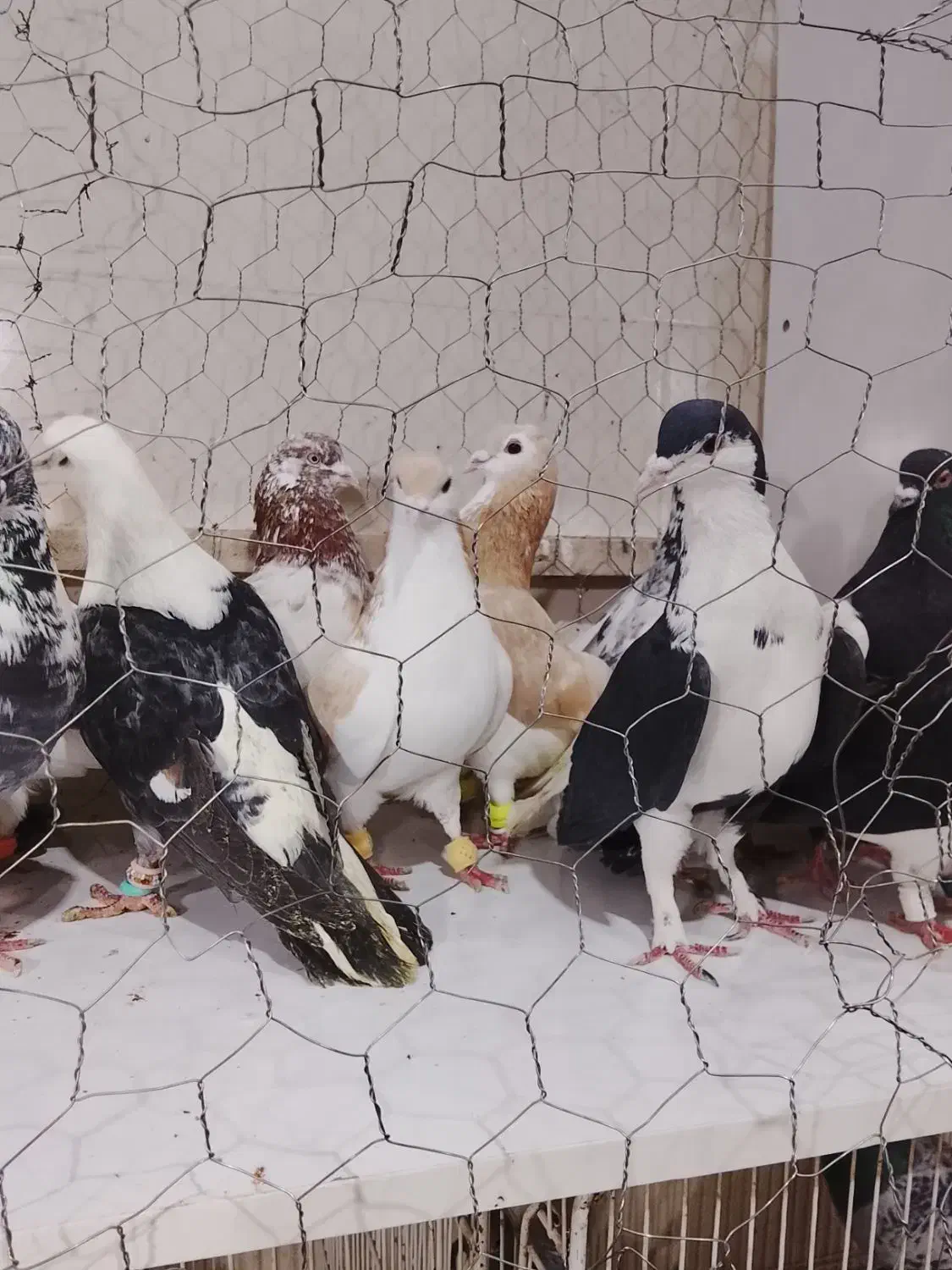 ۴۰عددرنگه بیشترنر|پرنده|مشهد, کشف|دیوار