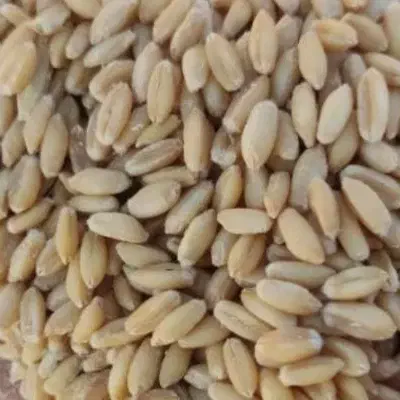 گندم دیم|خدمات باغبانی و درختکاری|سجاس رود, |دیوار