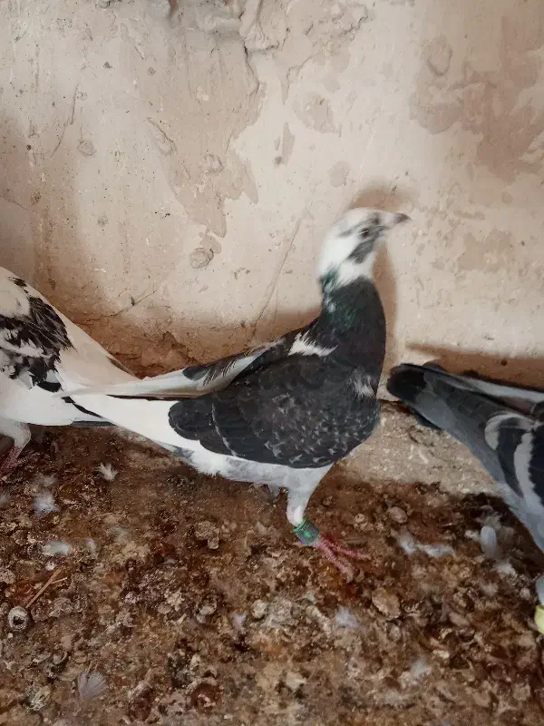 کفتر پرشی|پرنده|باخزر, |دیوار