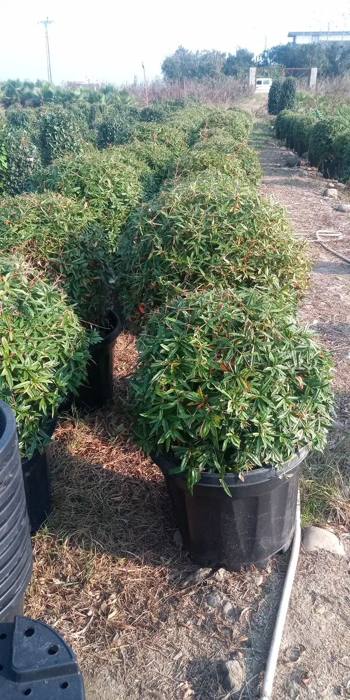 بربرس جعبه 50 لوکس|گل و گیاه طبیعی|رودسر, |دیوار