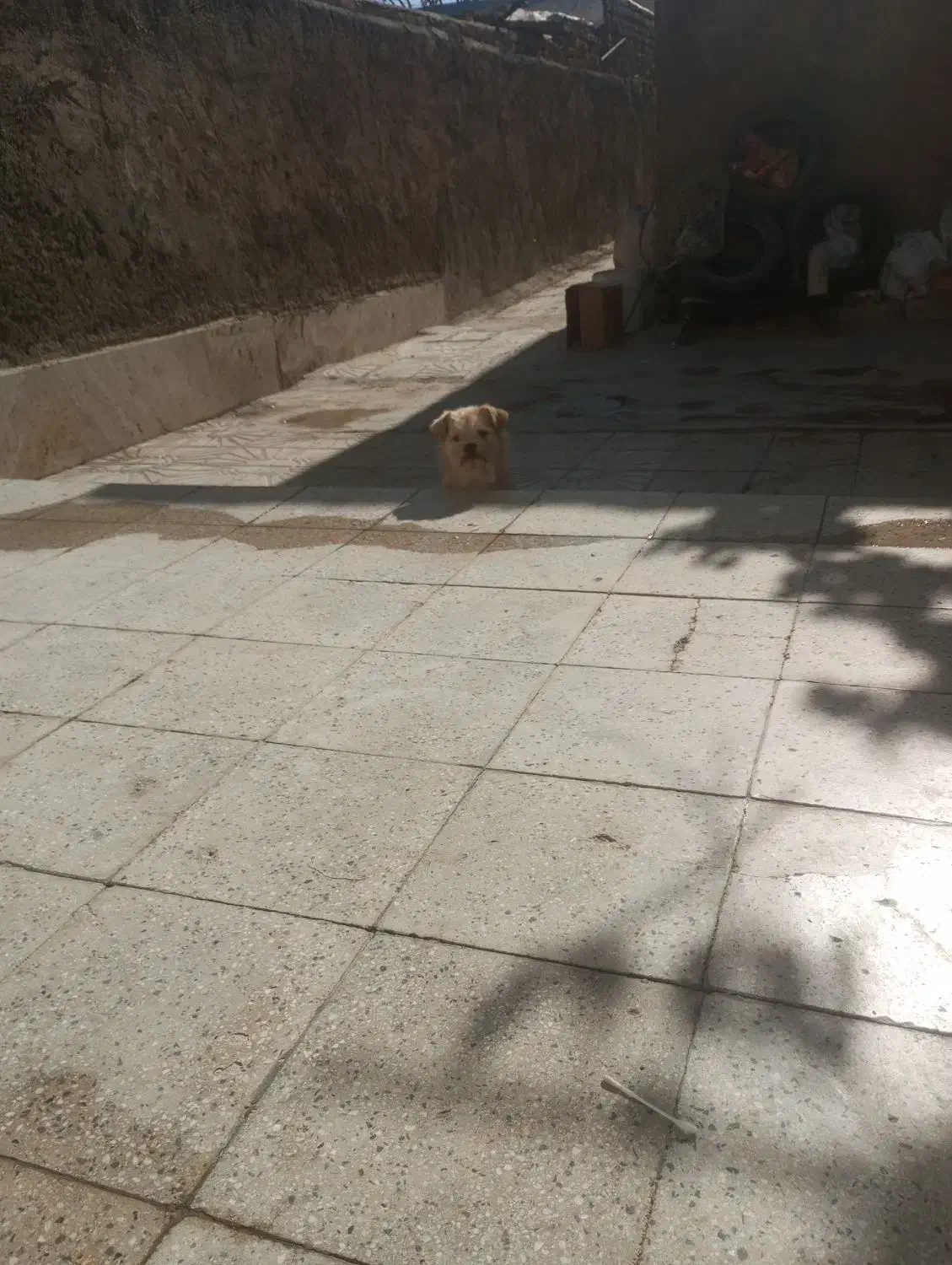 فروش یا معاوضه پامر نر با کبوتر|سگ|گلپایگان, |دیوار