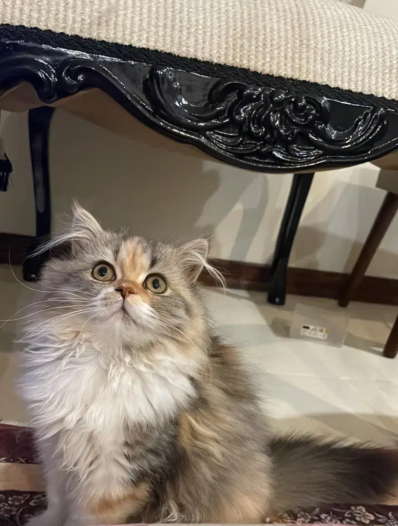 ۲ توله گربه بریتیش و مادر ( اصل )|گربه|تهران, آهنگ|دیوار