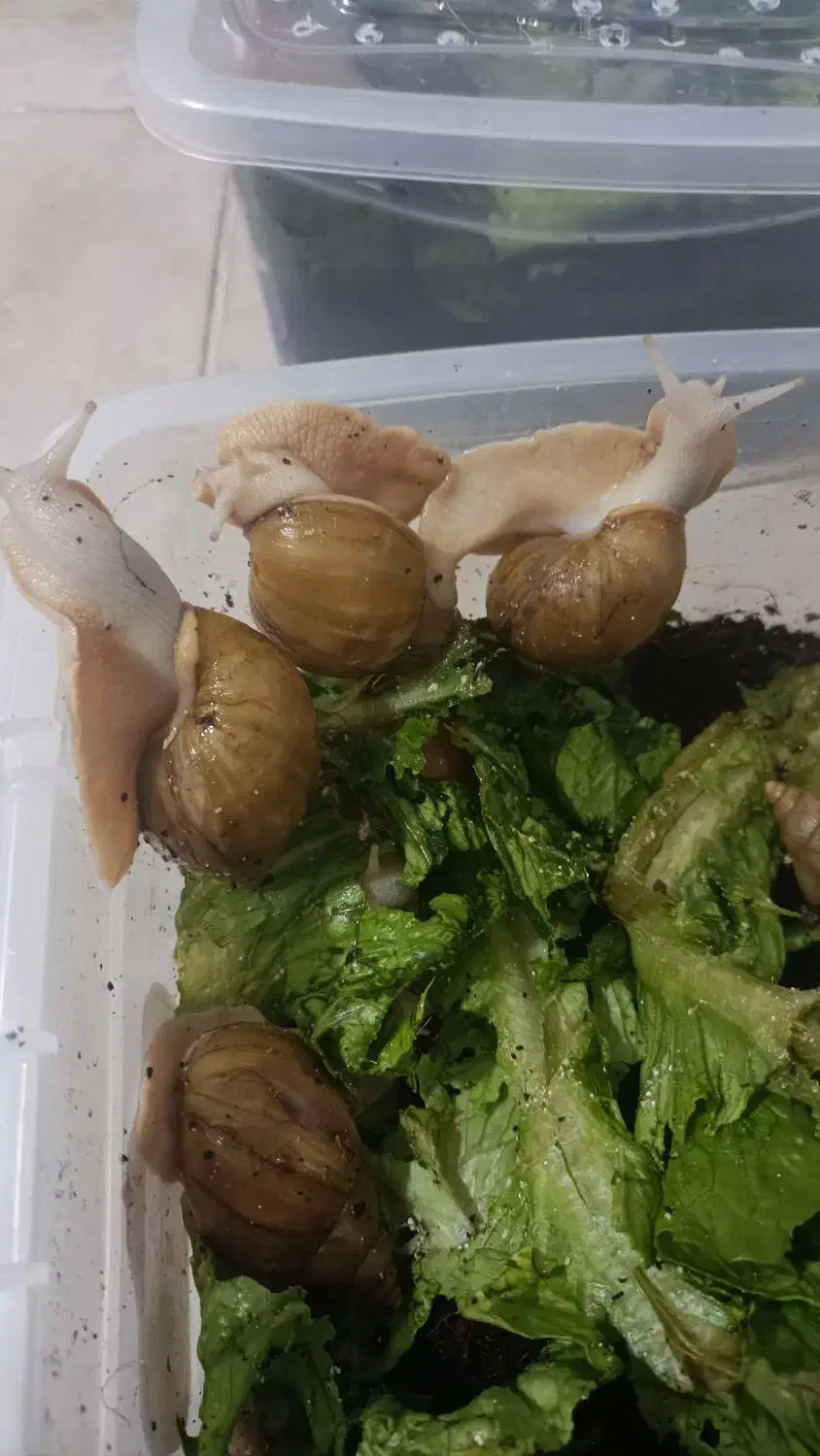 پرورش حلزون|خزنده|ملایر, |دیوار