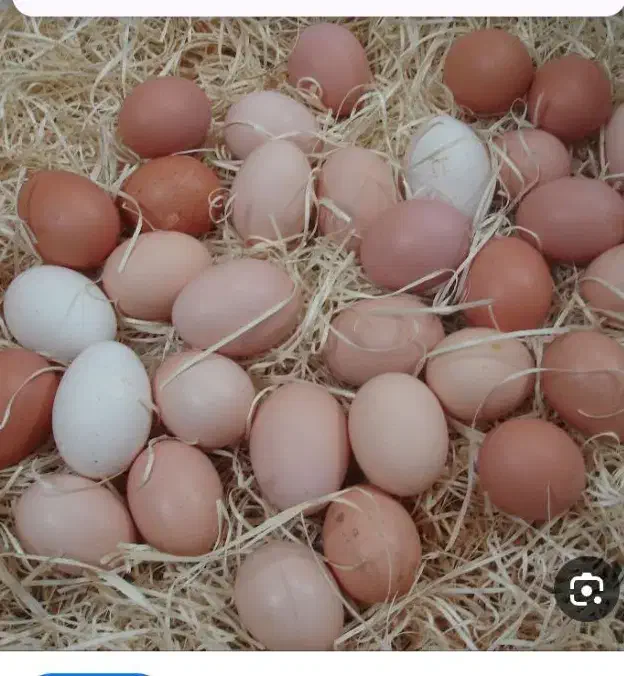 حراج تخم|حراج|سرپل ذهاب, |دیوار