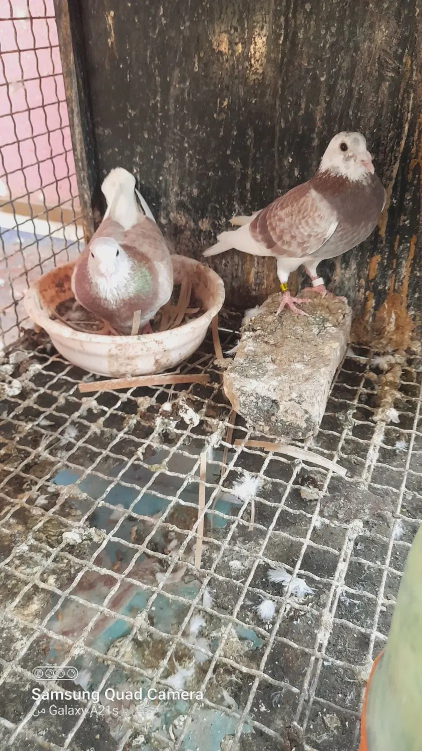 مسافتی|پرنده|شیراز, صاحب الزمان|دیوار