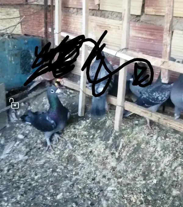 نر پولکی دوستان|حیوانات|بیرجند, |دیوار