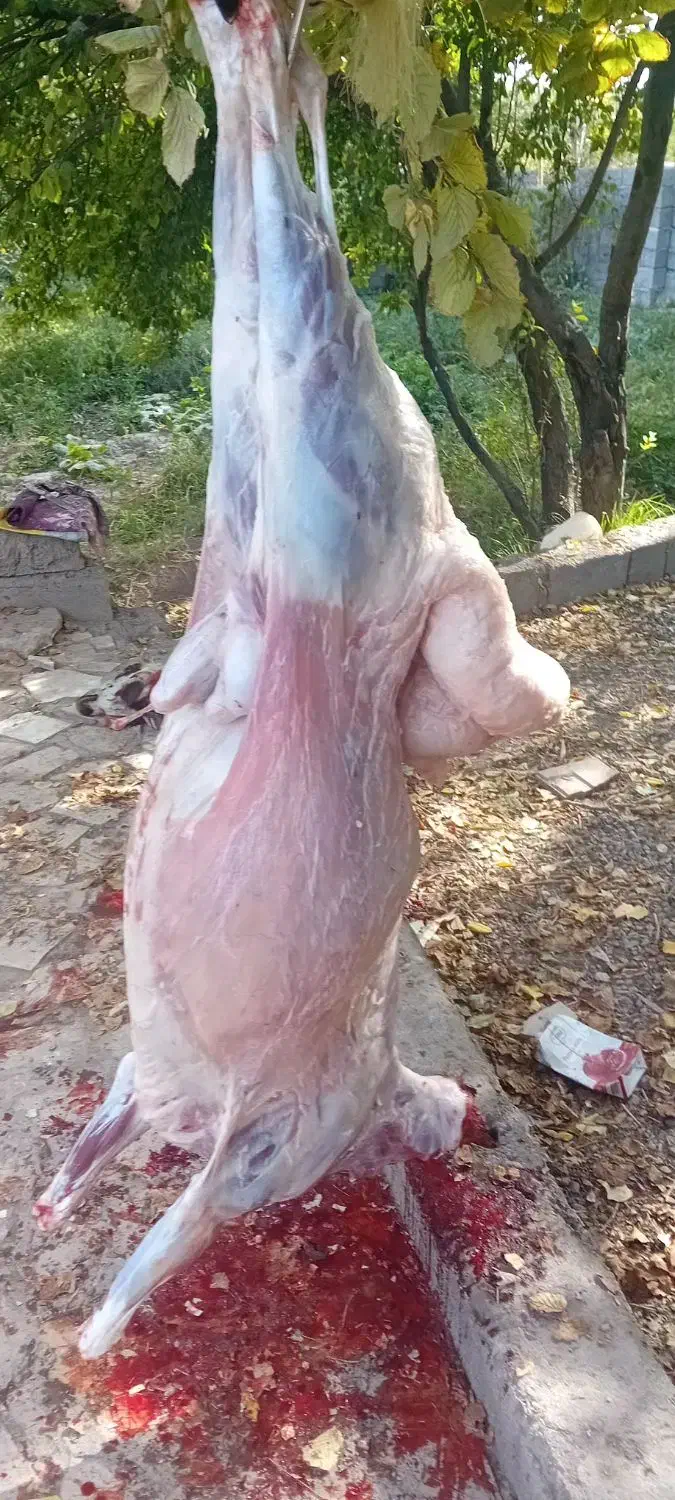 ذبح سلاخی گاو گوسفند|خدمات پذیرایی، مراسم|خوی, |دیوار