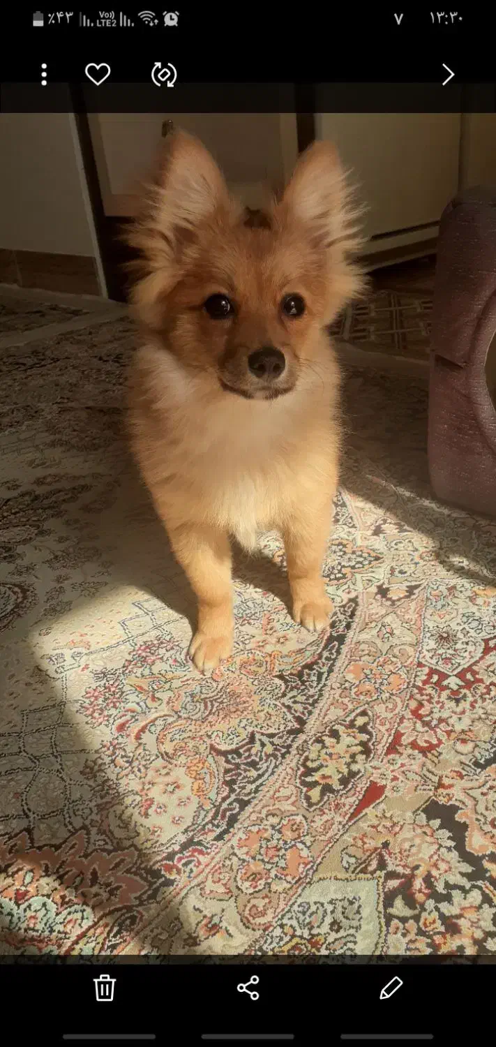 حیوانات|سگ|جلفا, |دیوار