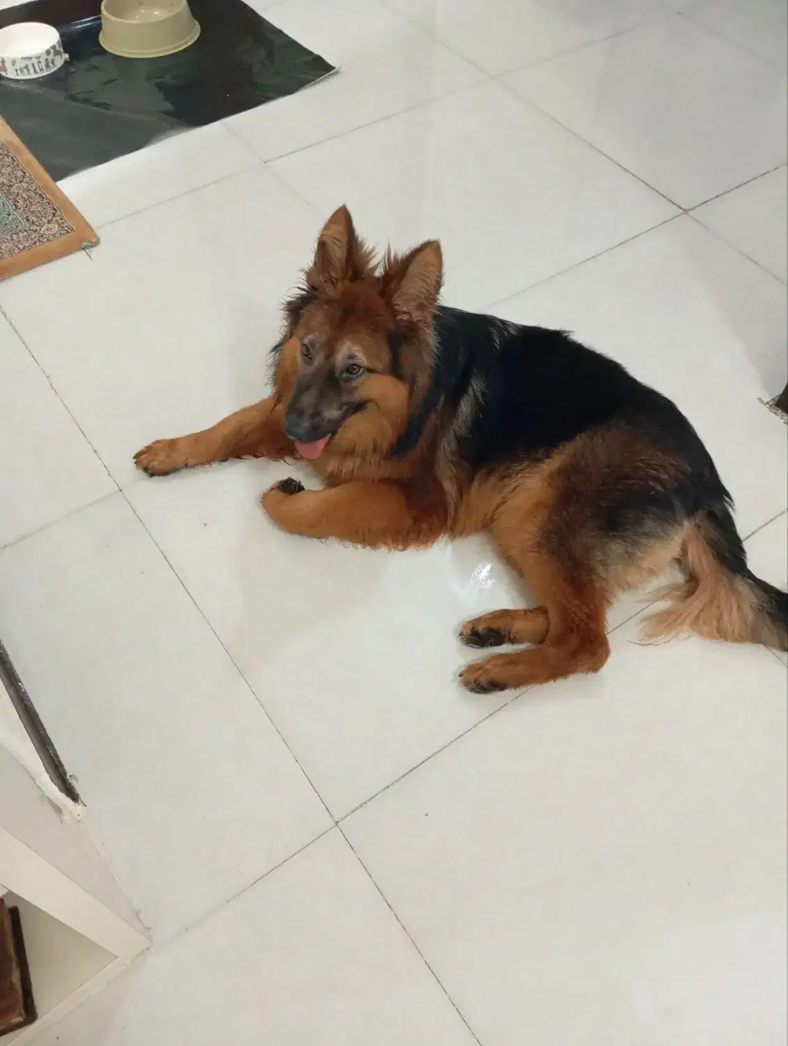 سگ ژرمن|سگ|اهواز, سپیدار|دیوار