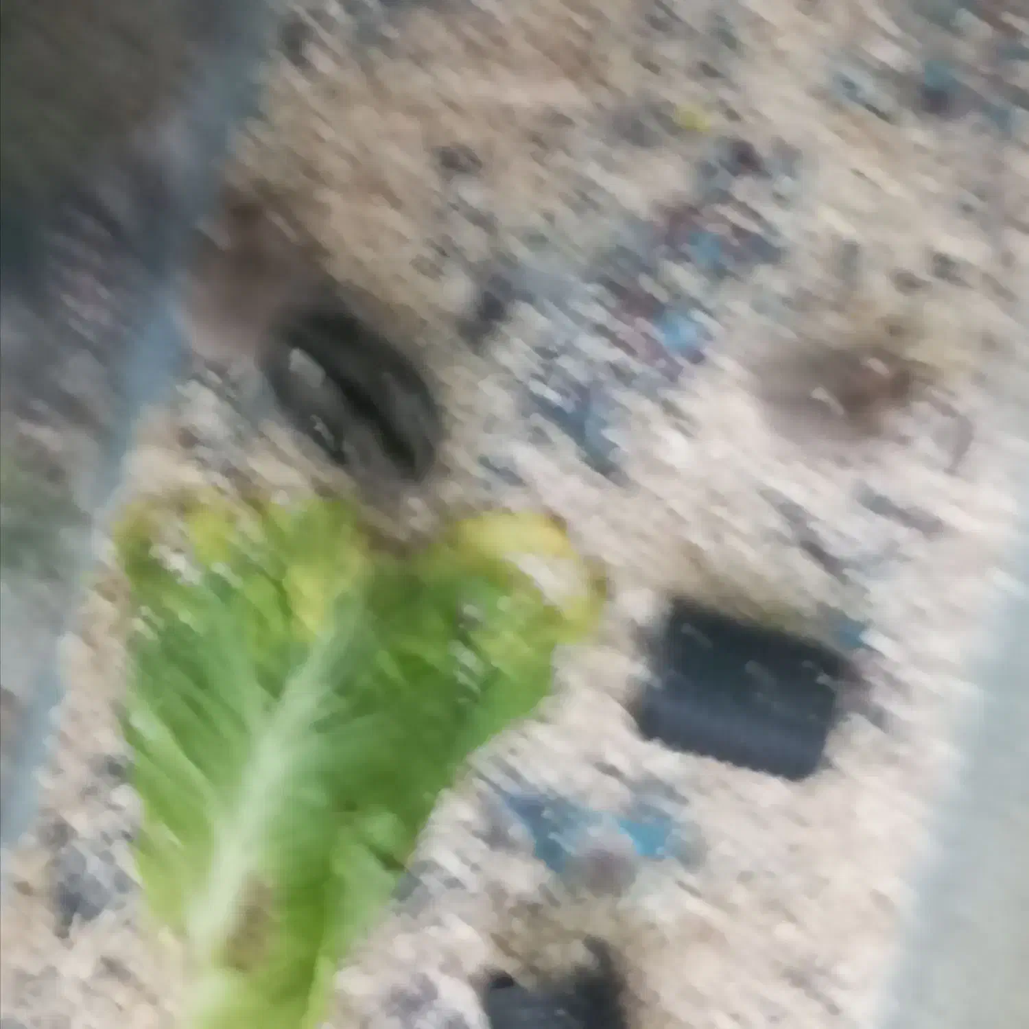 همستر|موش و خرگوش|رفسنجان, |دیوار