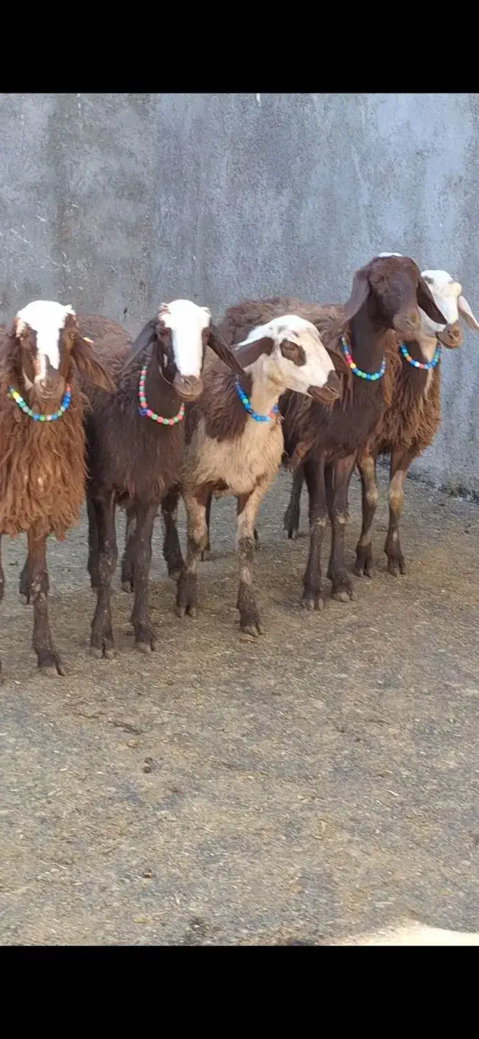 میش وبره،بره،بزنر،بز،قوچ|حیوانات مزرعه|بروجرد, |دیوار