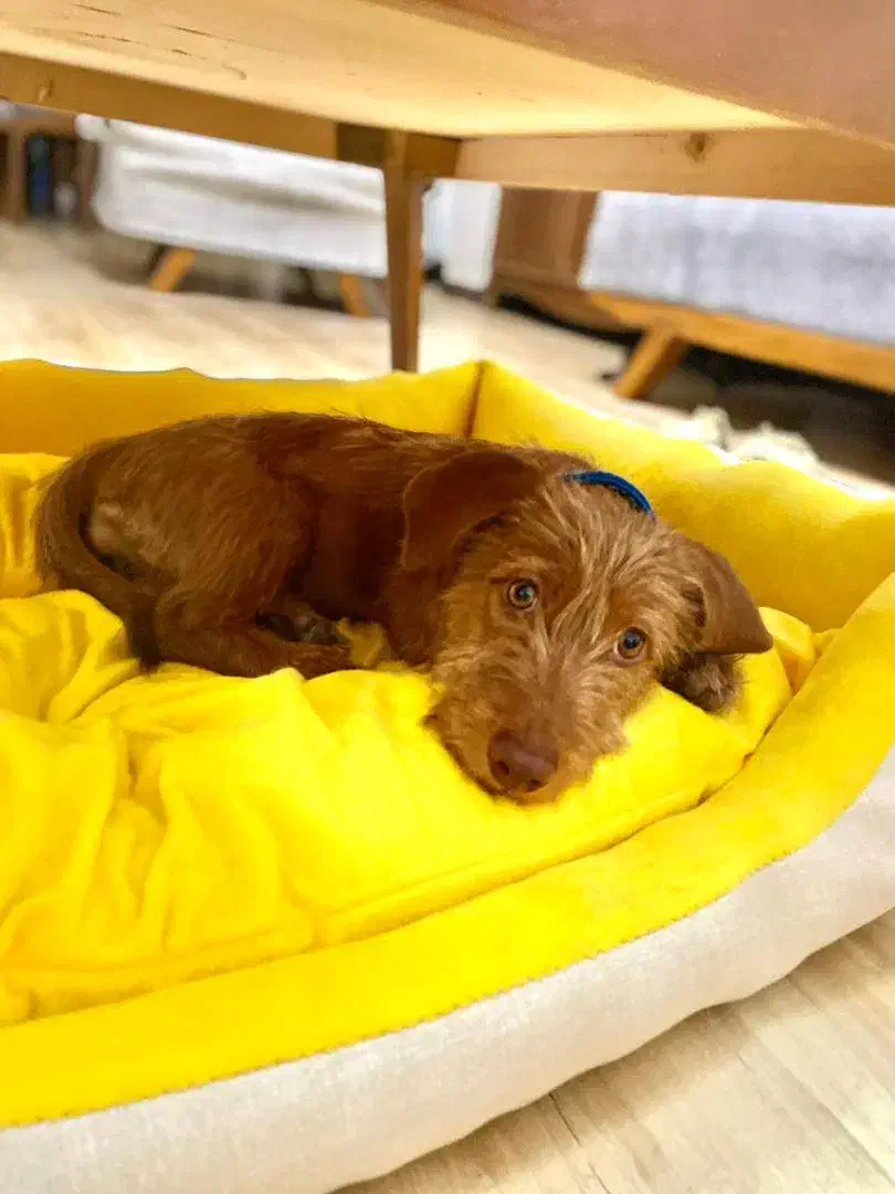 واگذاری|سگ|کرج, فاز ۲ مهرشهر|دیوار