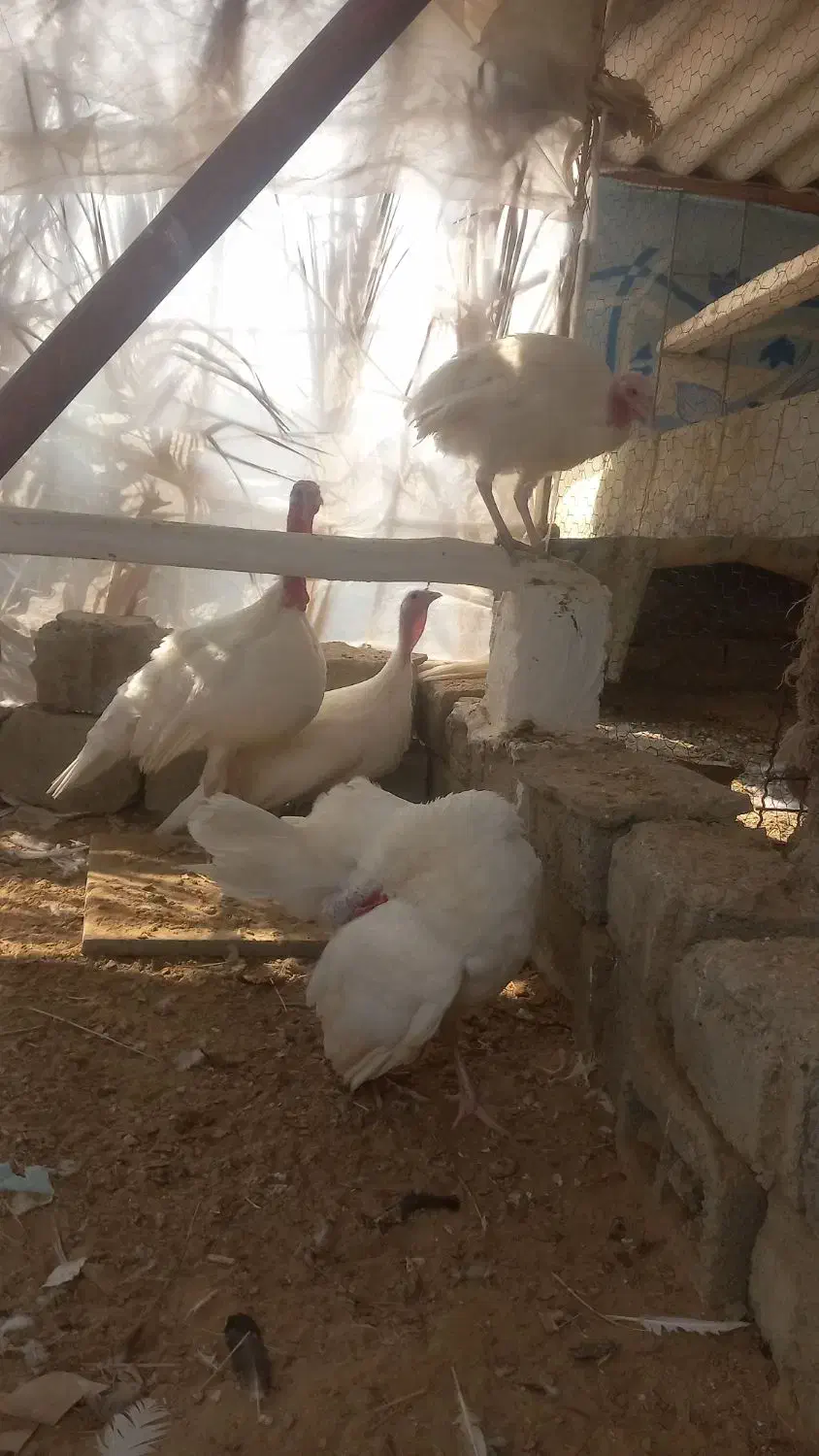 تخم نطفه دار بوقلمون|حیوانات مزرعه|بندر گناوه, |دیوار