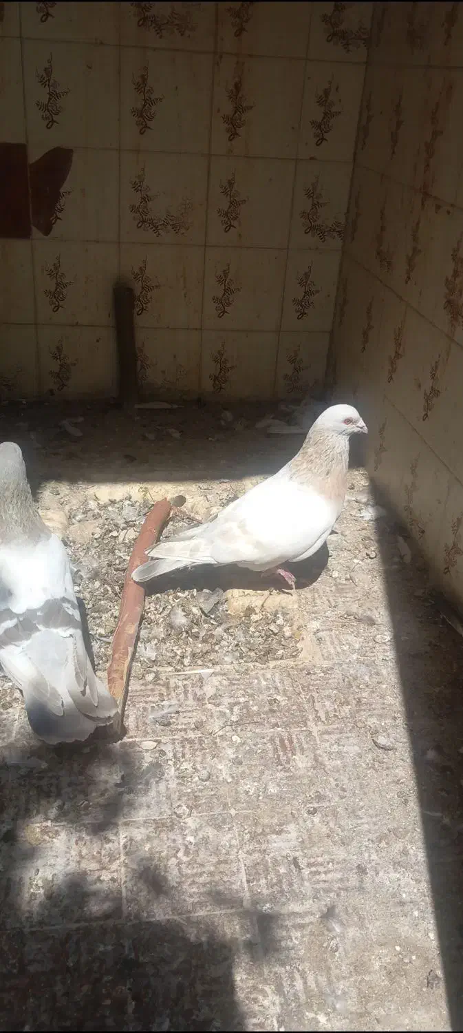 سوسنی گم|پرنده|کازرون, |دیوار