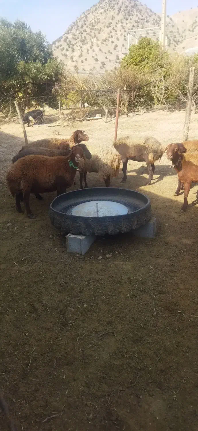 میش افشاری|حیوانات مزرعه|دزپارت, |دیوار