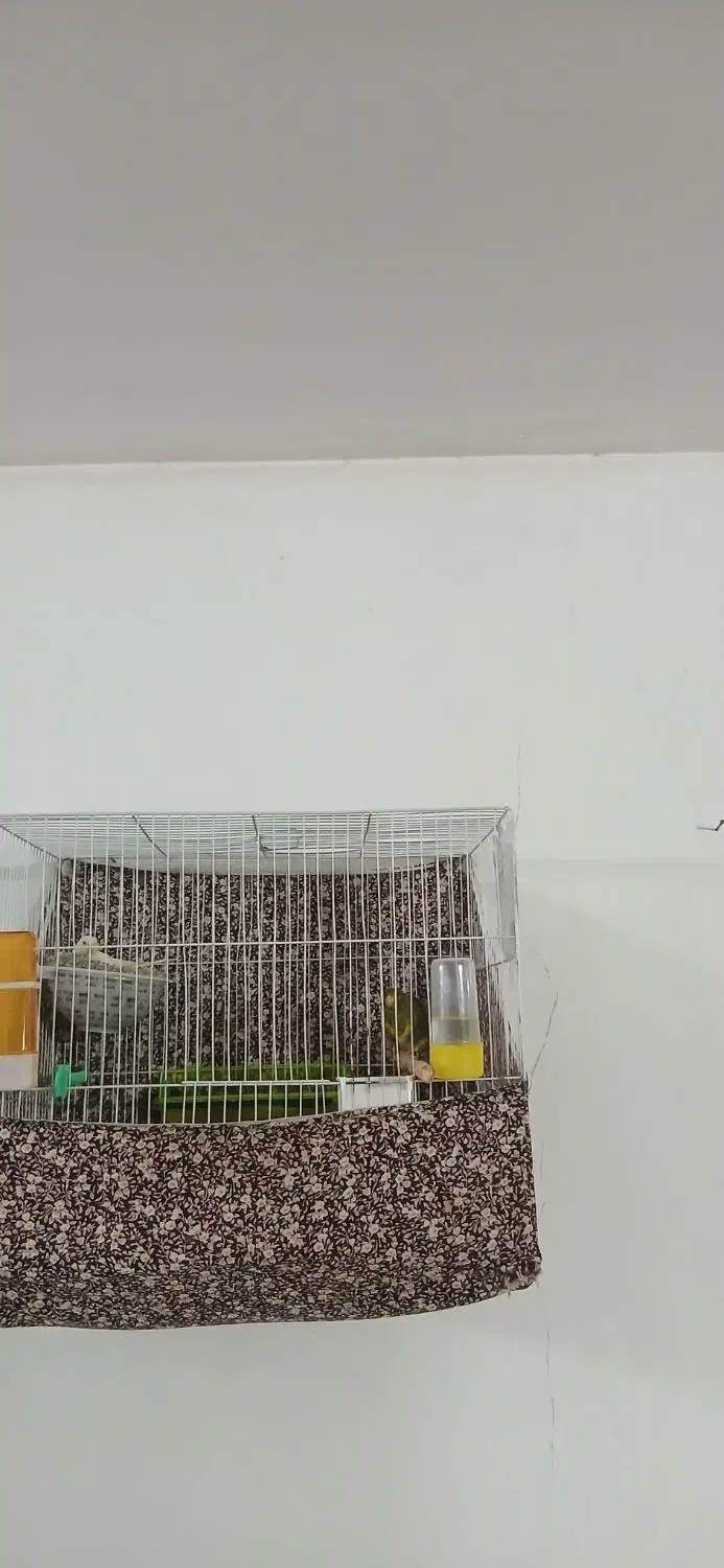 قناری نروماده|پرنده|مشهد, شهید بصیر|دیوار