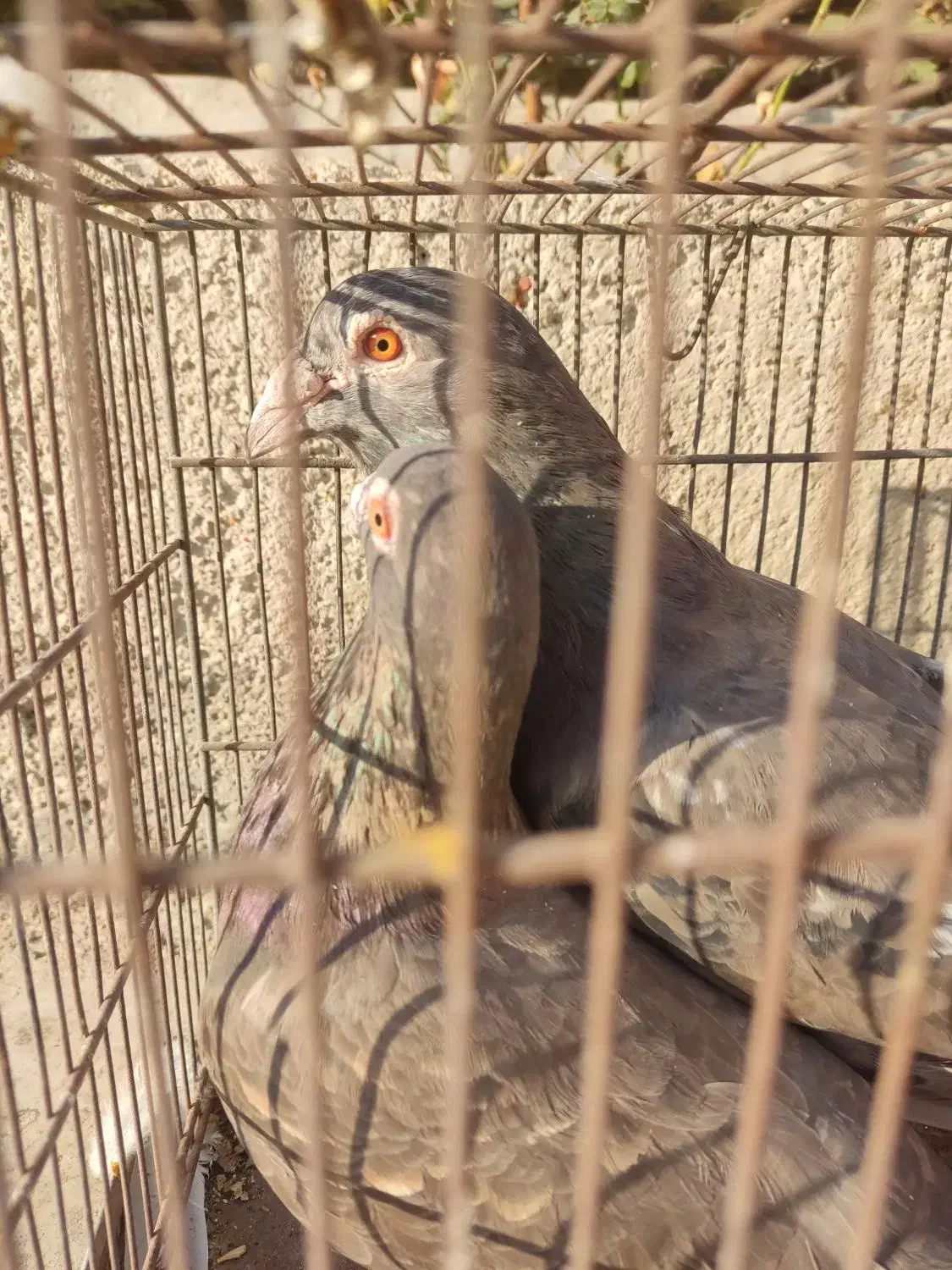 جفت پلاکی سرور شکلاتی و ماده لویی با یک موقلوف|پرنده|کازرون, |دیوار