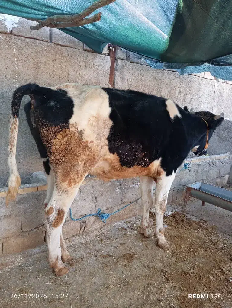 گوساله 2 ساله پرواری|حیوانات مزرعه|دره شهر, |دیوار