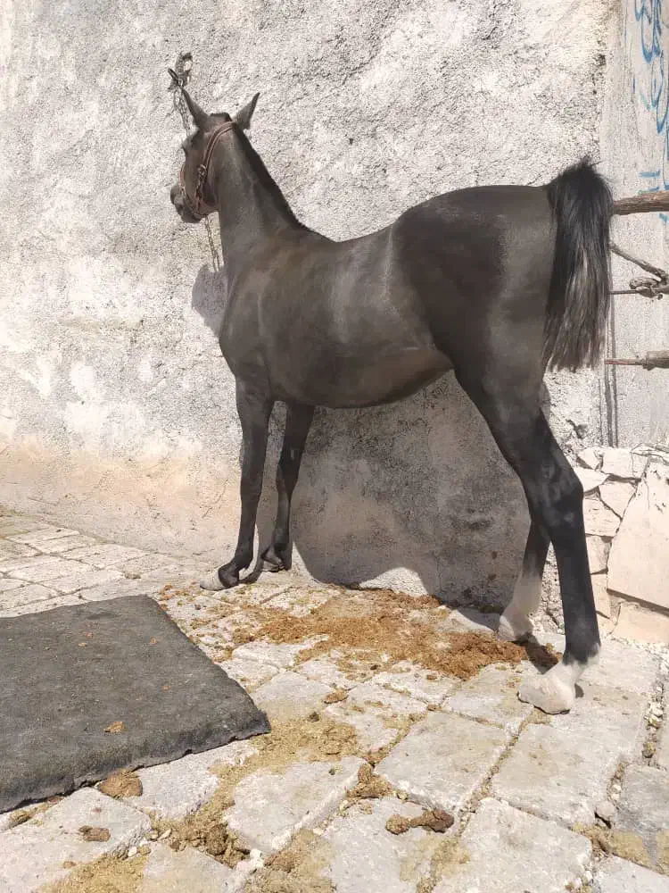 کره اسب زیر 15 تومن|اسب و تجهیزات اسبسواری|تیران, |دیوار