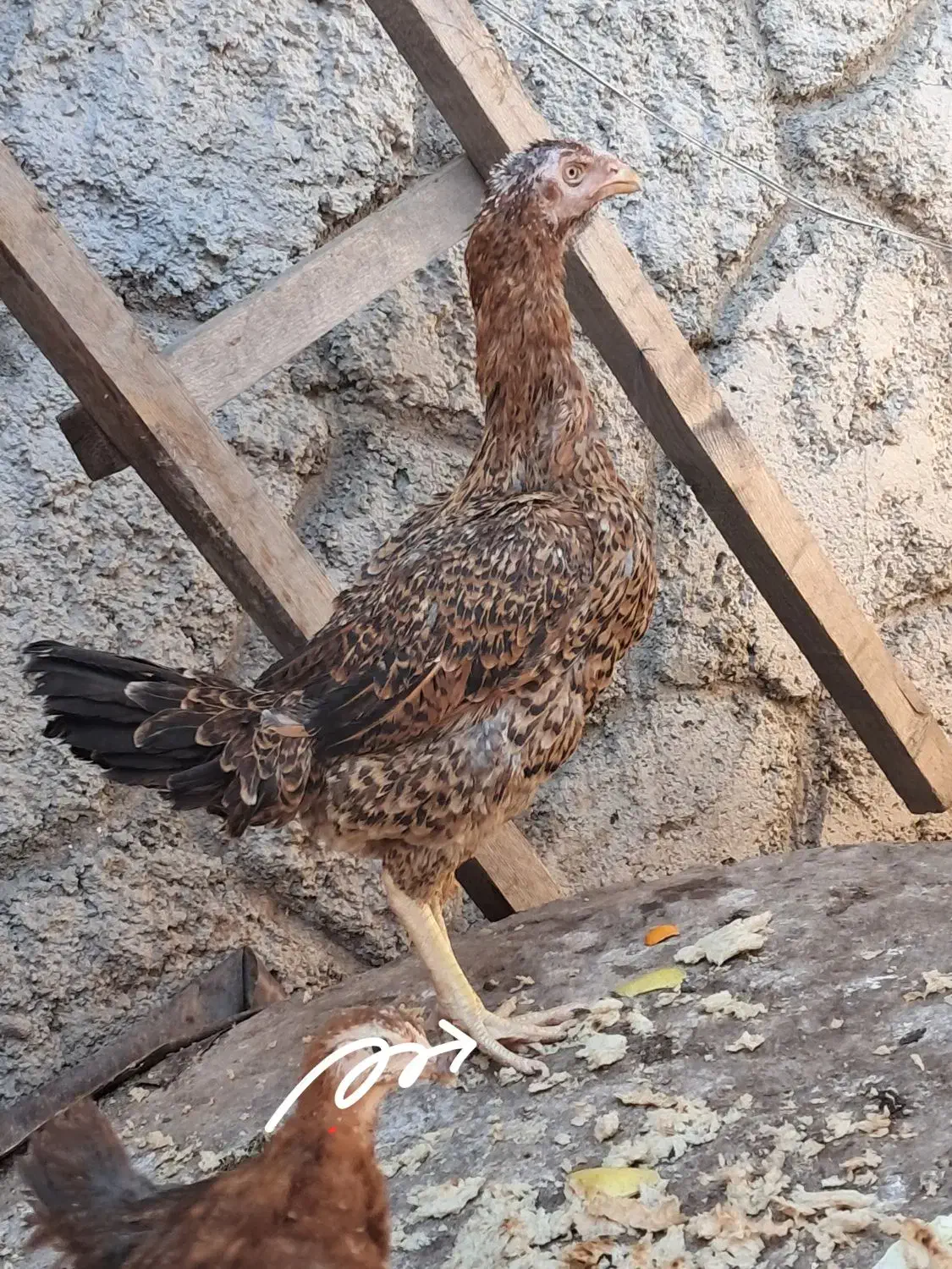 مرغ لاری|حیوانات مزرعه|رشت, منظریه|دیوار