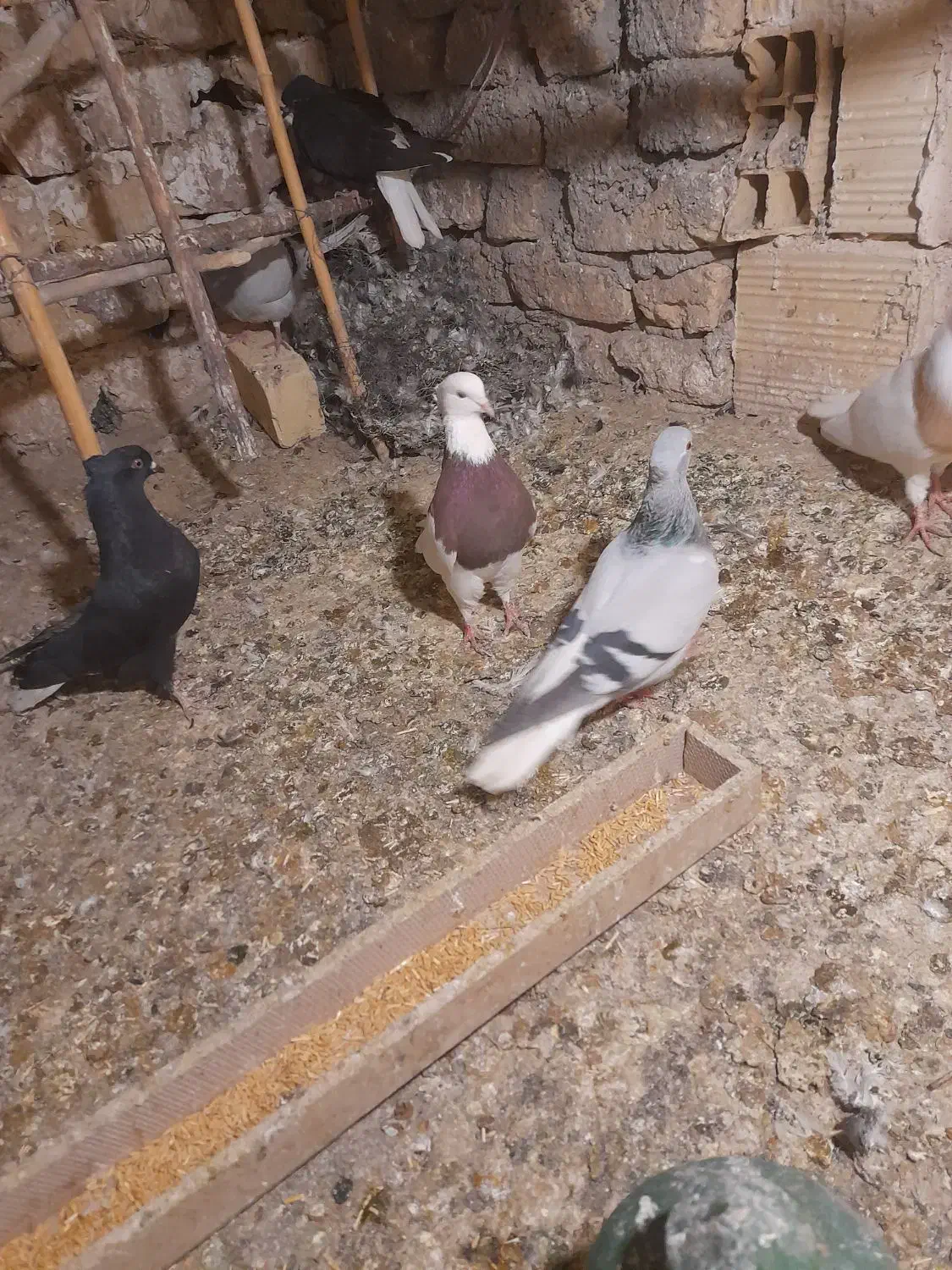 کبوددمسفید ماده|پرنده|قزوین, |دیوار