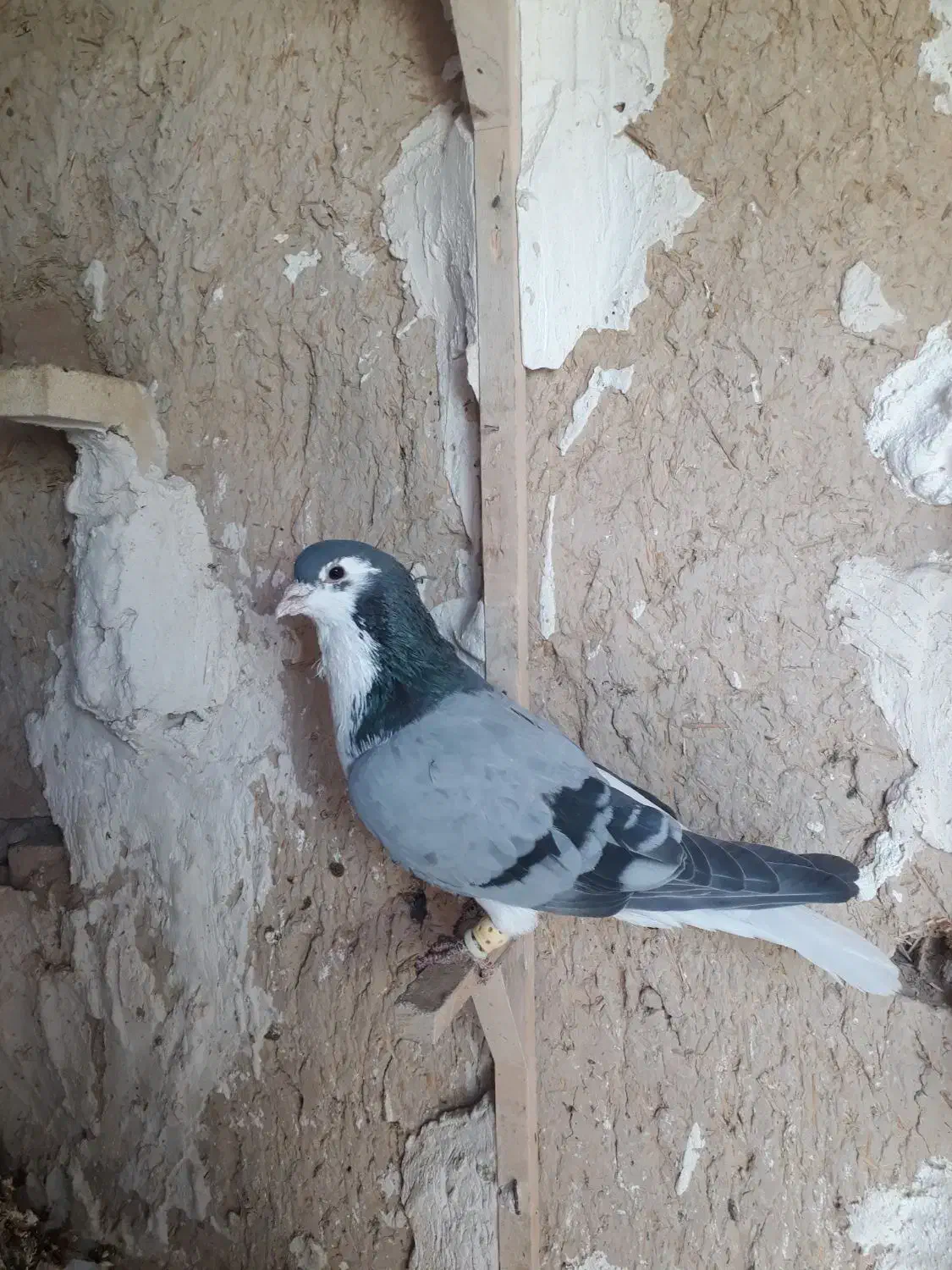 کبوتر|پرنده|جهرم, |دیوار