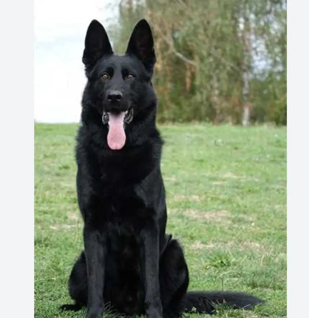 سگ ژرمن گمشده|حیوانات|رامهرمز, |دیوار