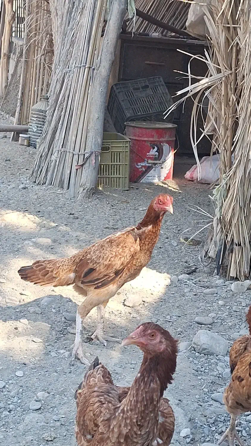 خروس|حیوانات مزرعه|میناب, |دیوار