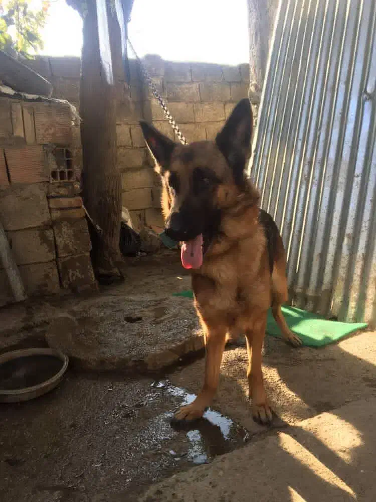 واگذاری ژرمن|سگ|رامیان, |دیوار