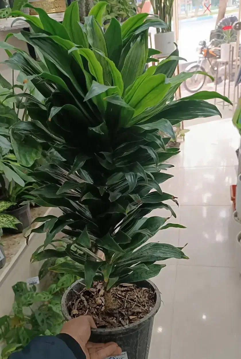 گل کامپکت آناناسی / هدیه ماندگار و خوش قیمت|گل و گیاه طبیعی|اصفهان, درب سیبه علیا|دیوار