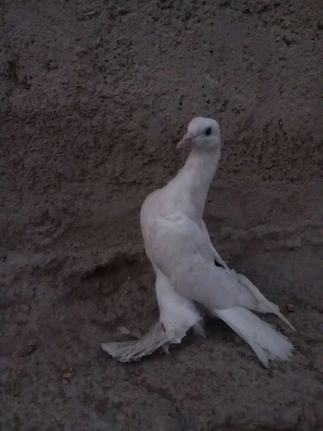 کبوتر لوتی|پرنده|اهر, |دیوار