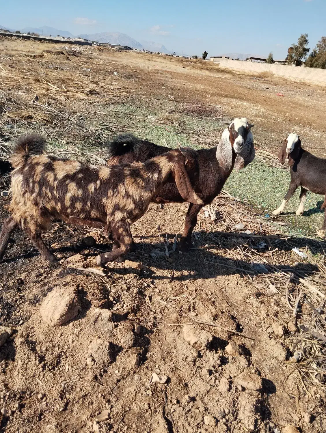 فروش بز و کولار دو بهر پاکستانی ابستن|حیوانات مزرعه|شیراز, وزیرآباد|دیوار