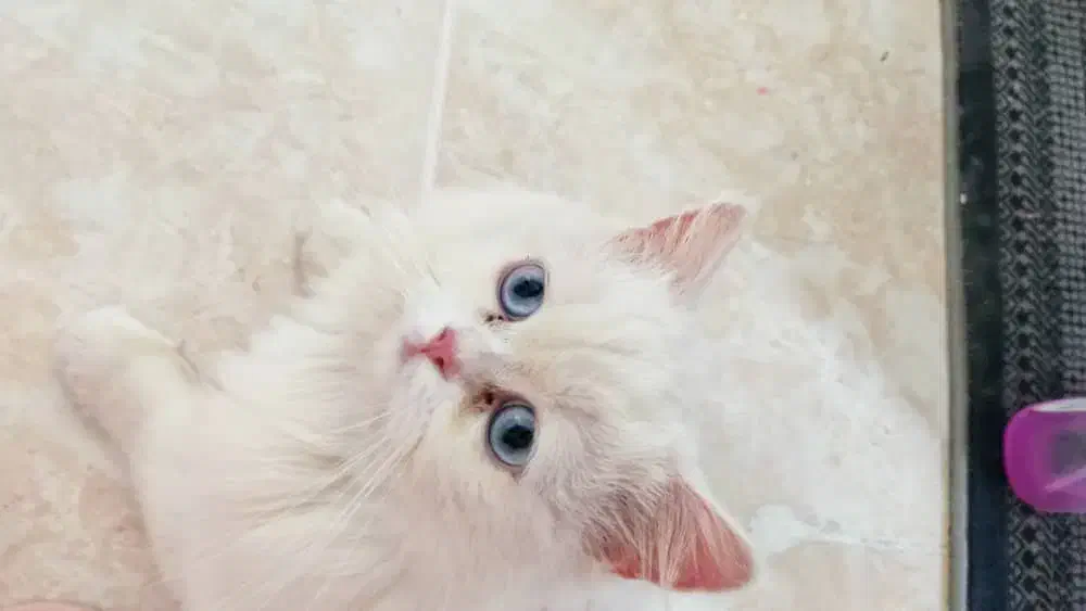 بچه گربه پرشین عروسکی چشم ابی|گربه|یزد, |دیوار