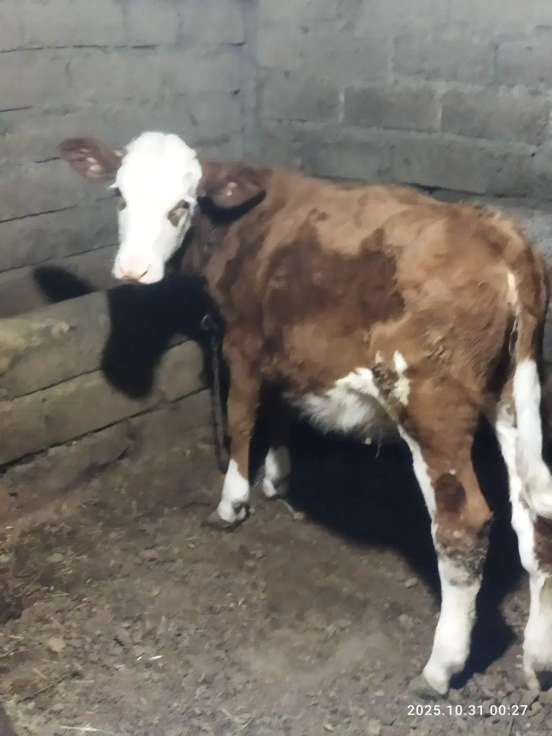 گوساله سیمینتال|حیوانات مزرعه|انزل, |دیوار