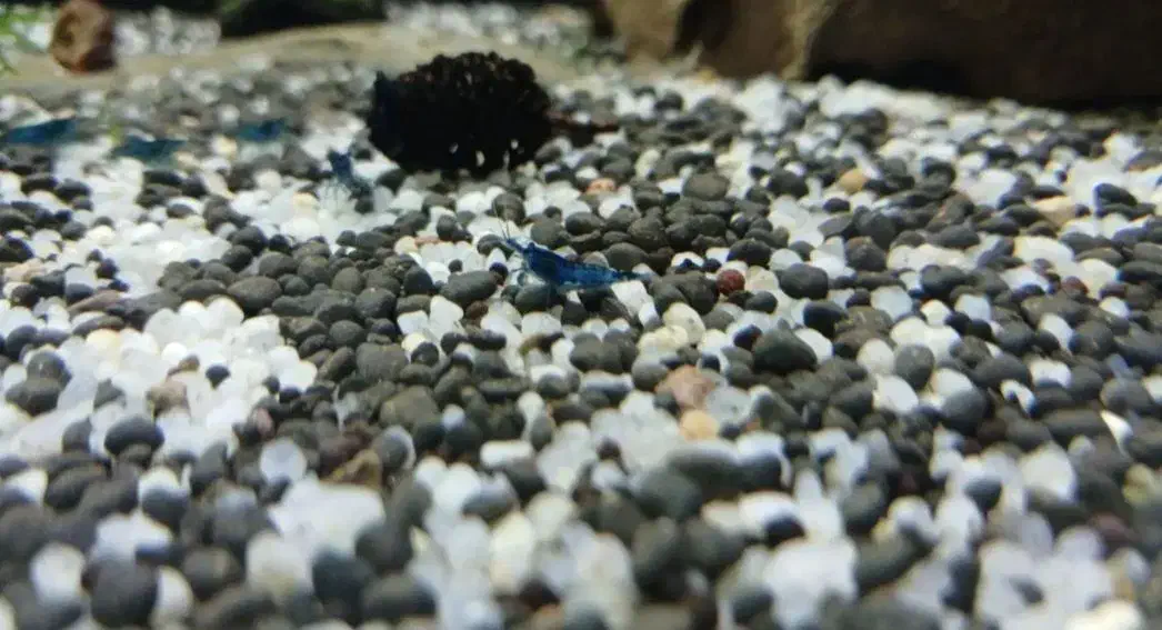 میگو بلو|ماهی|مشهد, حسابی جنوبی (شهرک غرب)|دیوار