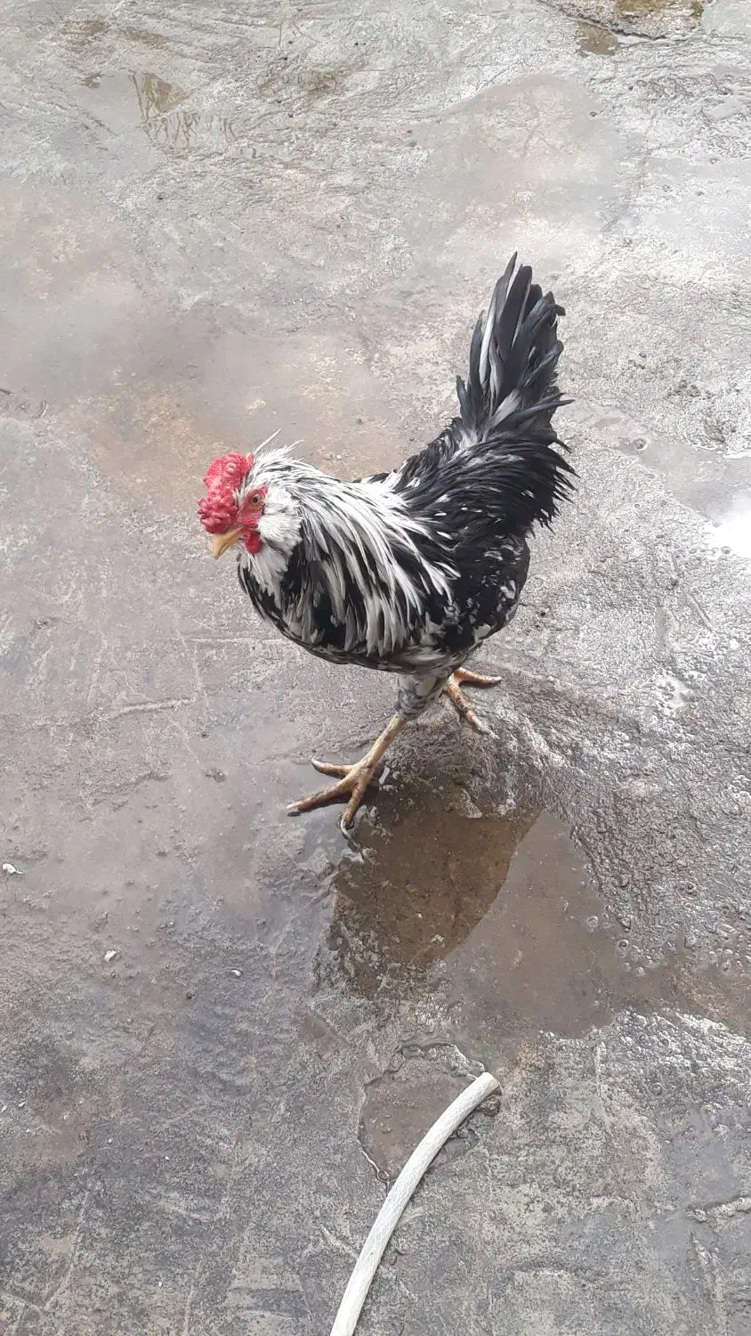 خروس گلین|حیوانات مزرعه|فومن, |دیوار