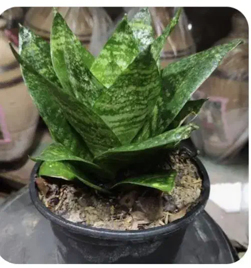 گل گیاه|گل و گیاه طبیعی|دماوند, دماوند|دیوار