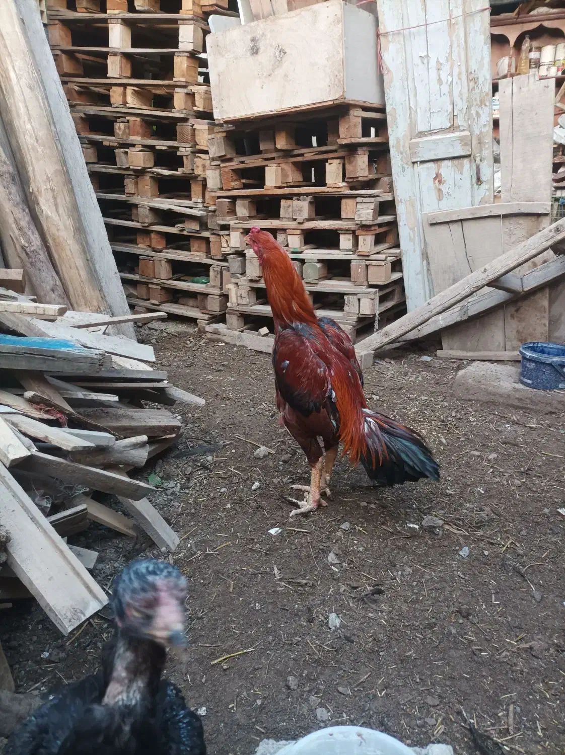 خروس لاری|حیوانات مزرعه|بناب, |دیوار