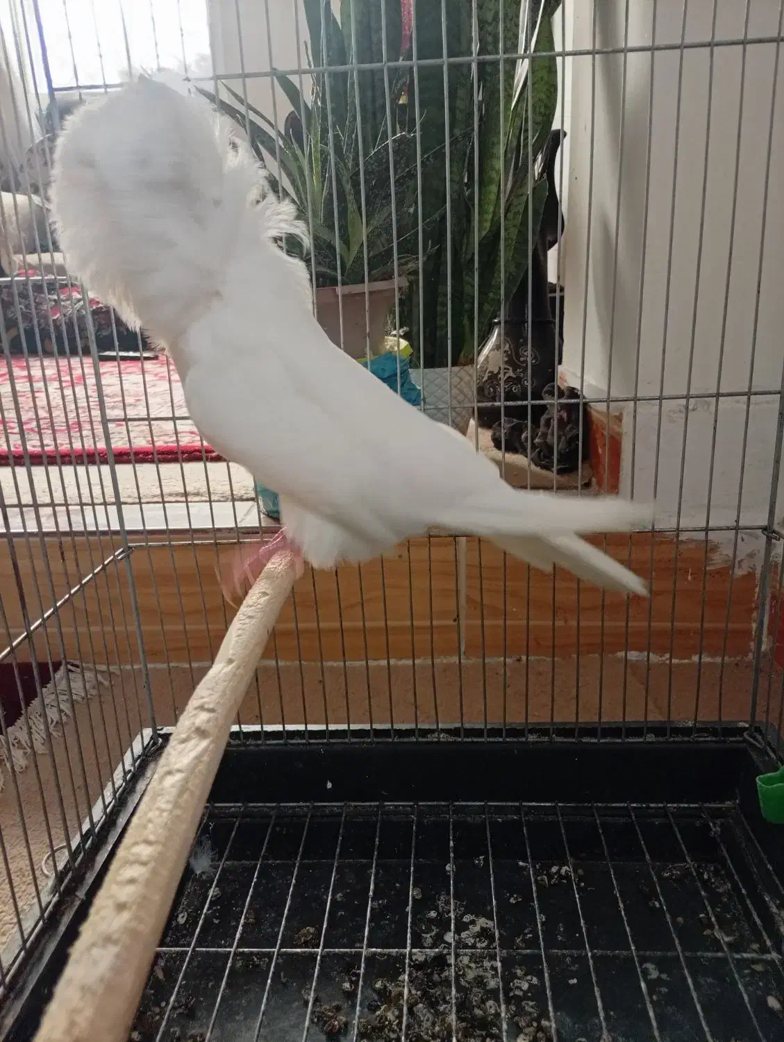 کبوتر شامپیون|پرنده|رودسر, |دیوار