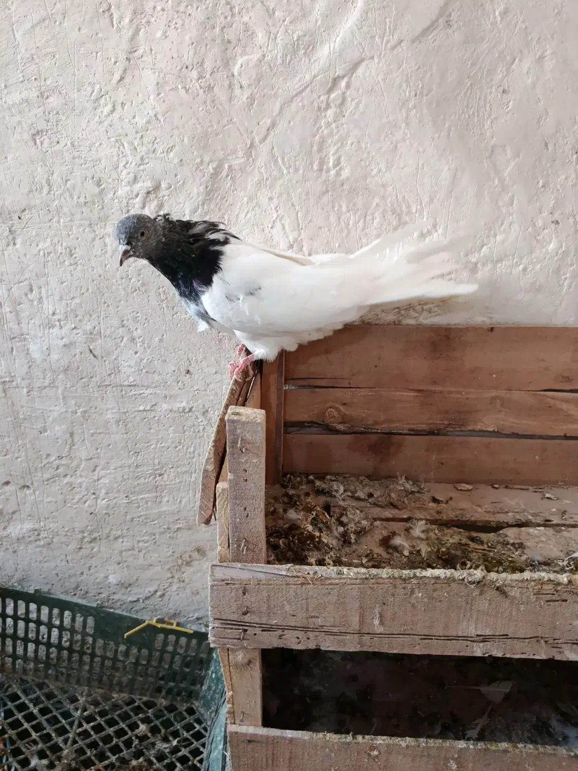 گوی باش تعدادی تهرانی|پرنده|بستان آباد, |دیوار