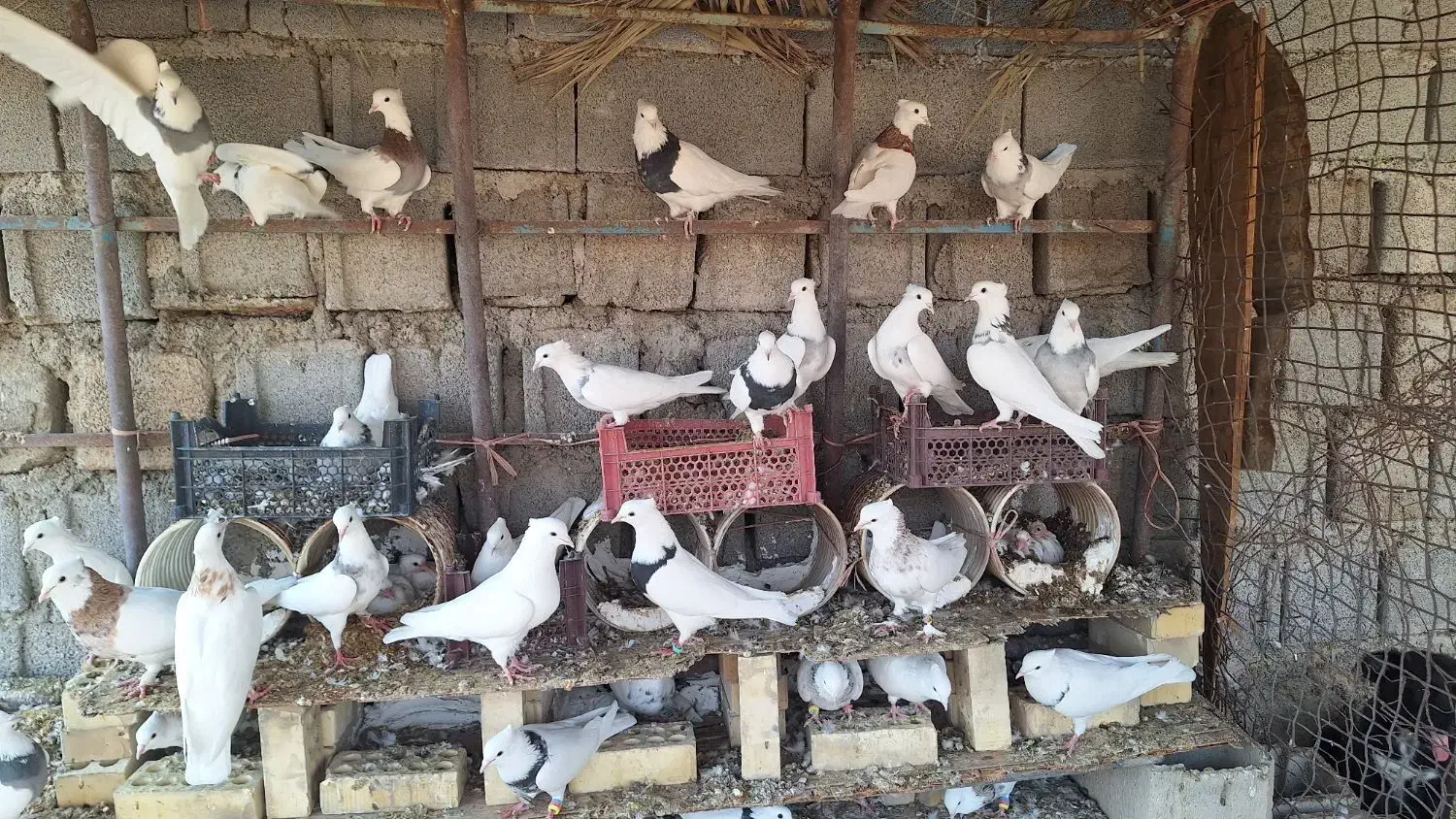 کبوتر طوقی|پرنده|هندیجان, |دیوار