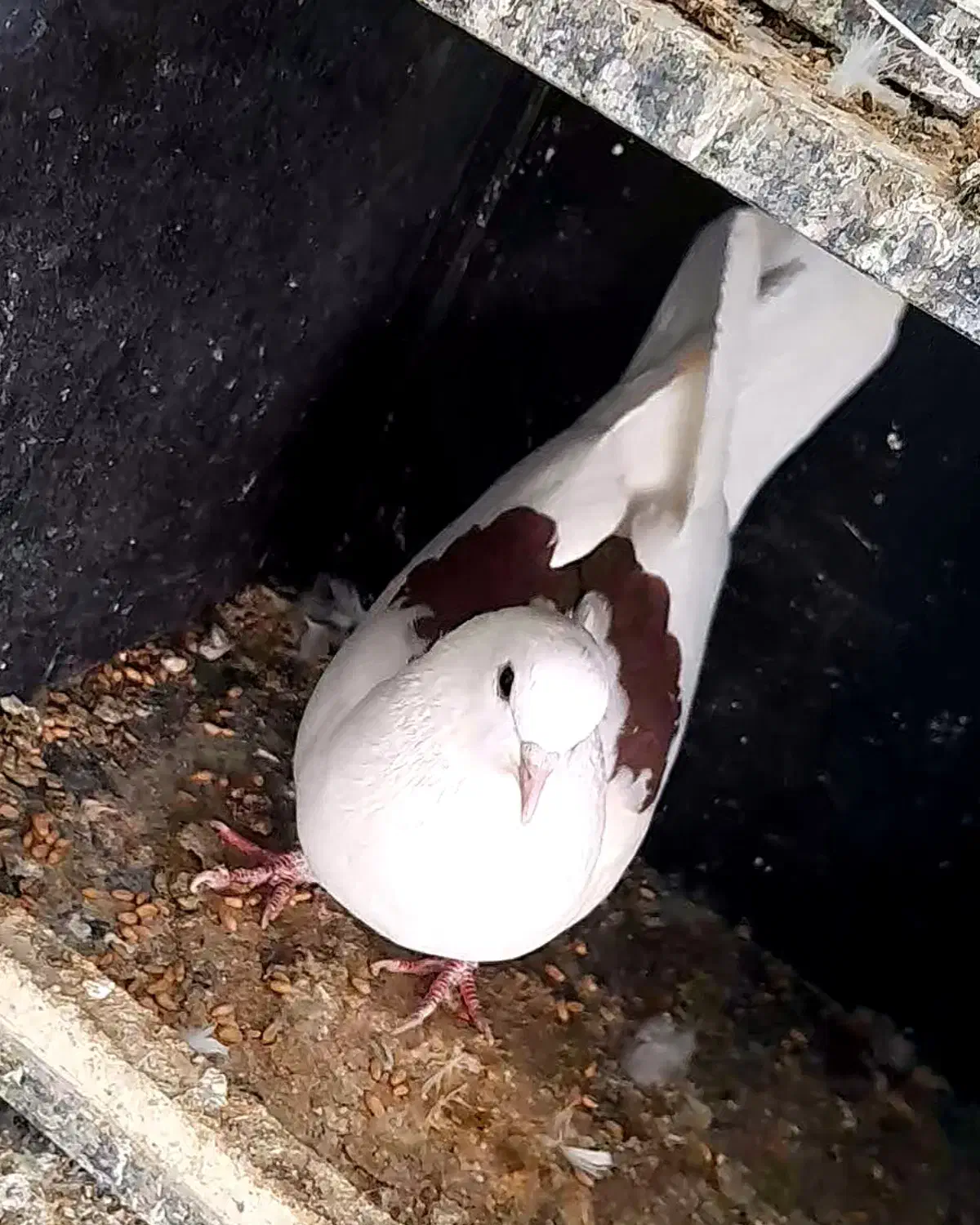 پرنده جوان|پرنده|گلپایگان, |دیوار