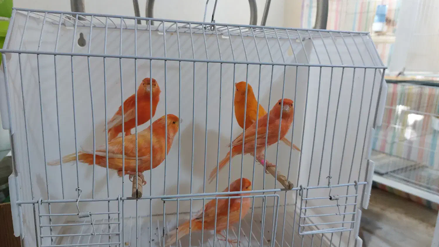 قناری سرخ|پرنده|مشهد, حرم مطهر رضوی|دیوار